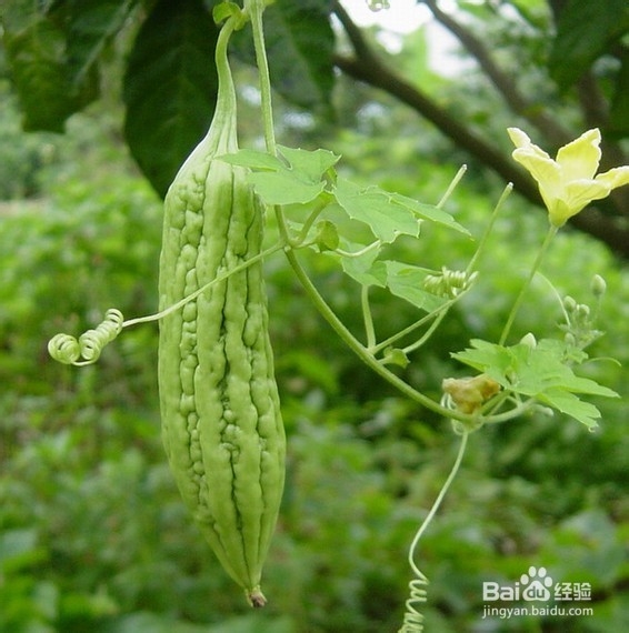 教你怎么吃—苦瓜
