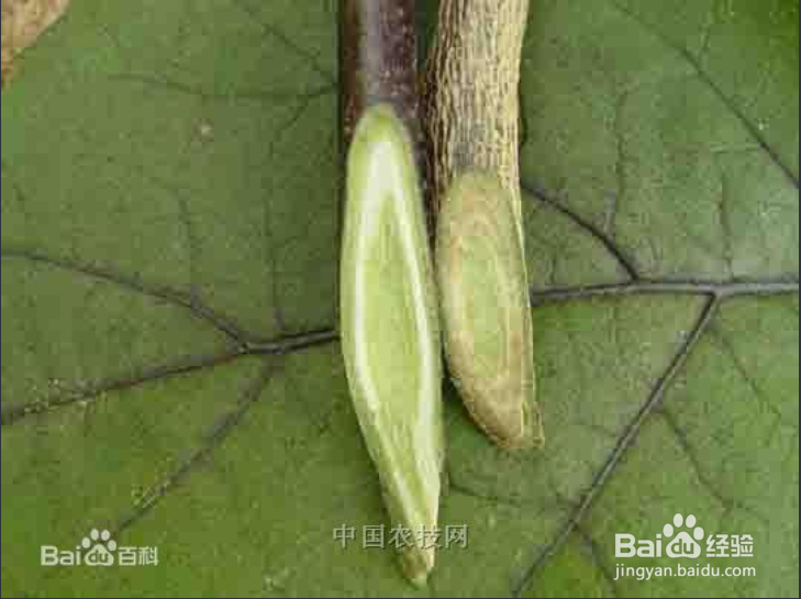 科学治疗茄子黄萎病