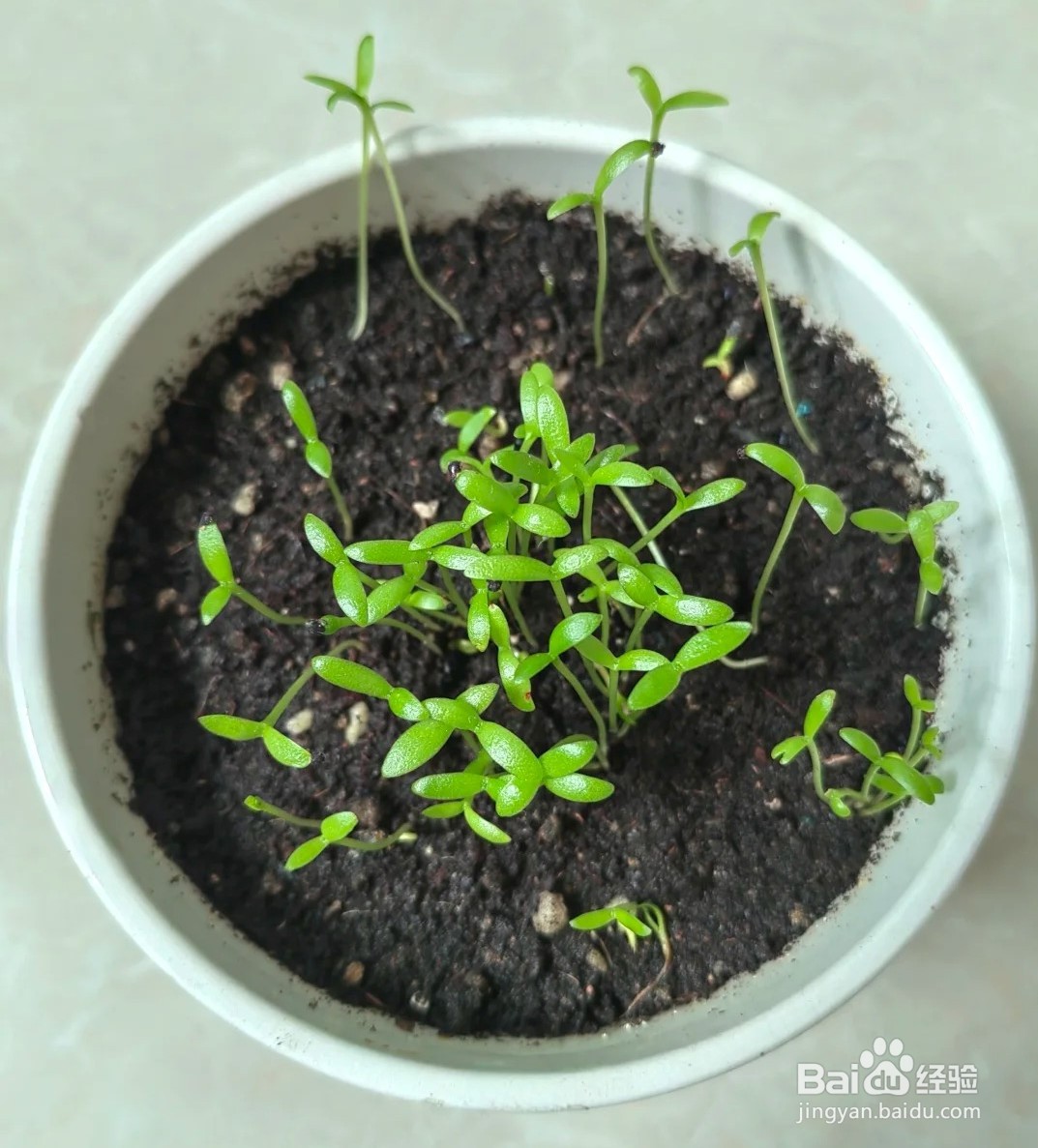 如何种植火龙果盆景