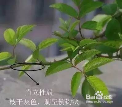 送本公主这么多年月季，你充什么玫瑰~！