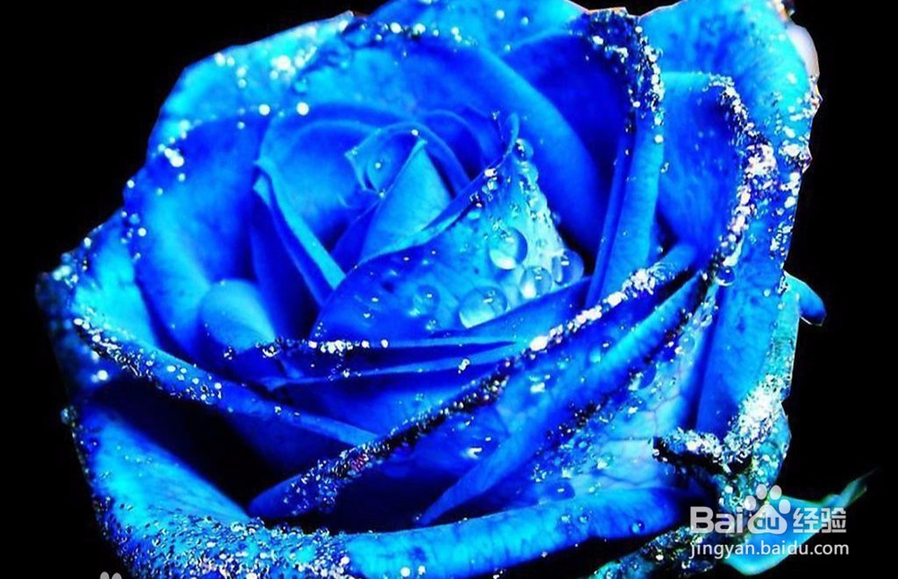 情人节特殊的一天