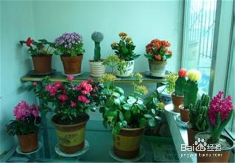 注意，家中常见的这几种花是有毒的