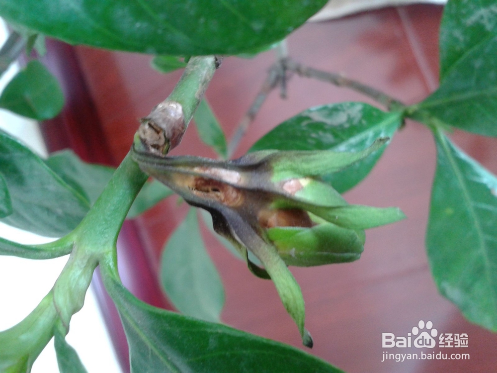 栀子花掉花苞怎么办