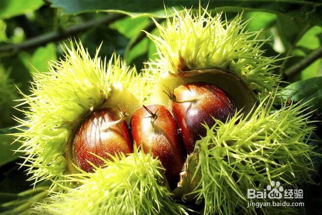 最养胃的十种食物