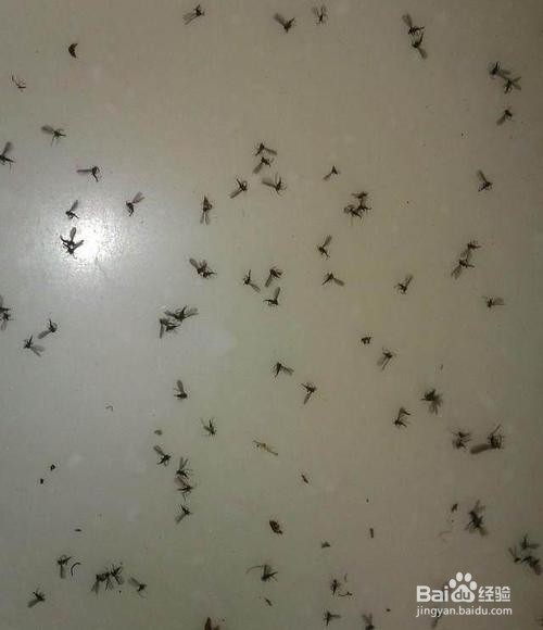 家里有小黑飞虫怎么清除
