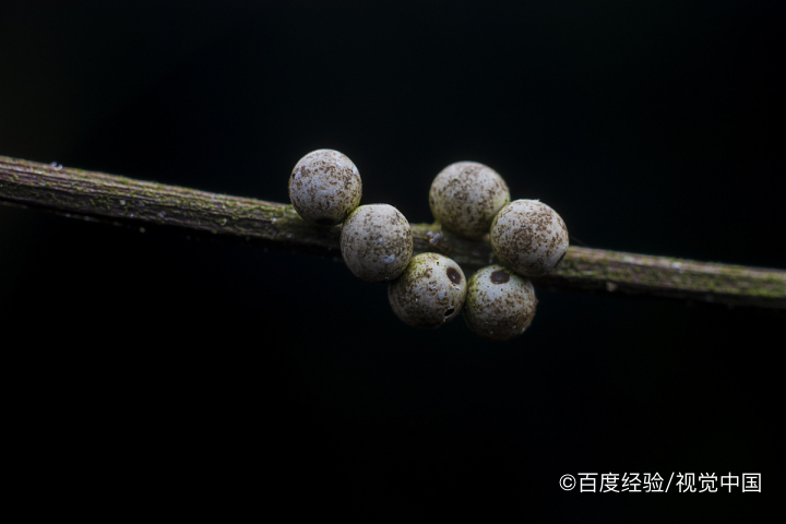土里面有虫子怎么去除