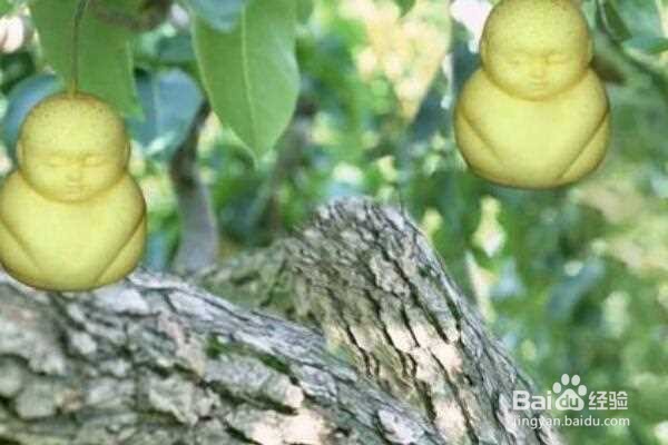 人参果怎么修枝打杈