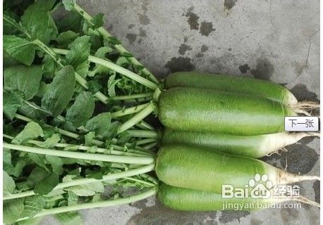 青萝卜的营养价值