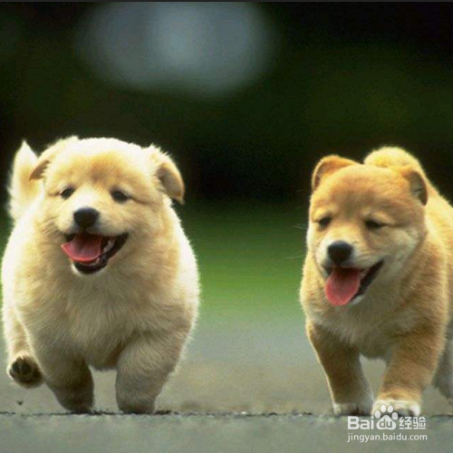 狗狗后腿发抖怎么办？