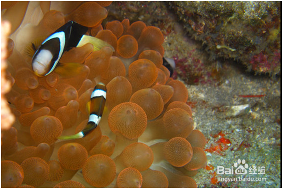 杜马盖地三日游——景点攻略