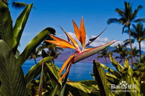 鹤望兰如何养护开的好？