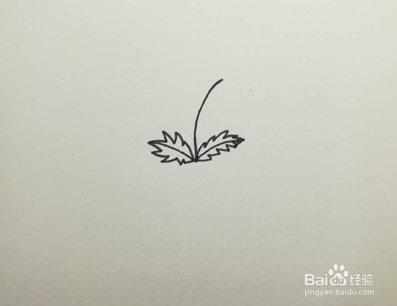 简笔画的蒲公英怎么画