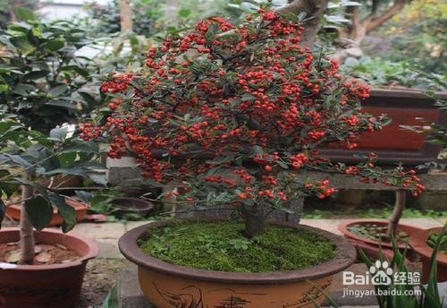 火棘下山桩怎么栽培