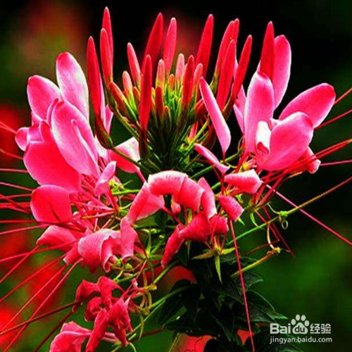 醉蝶花常见病害有哪些?