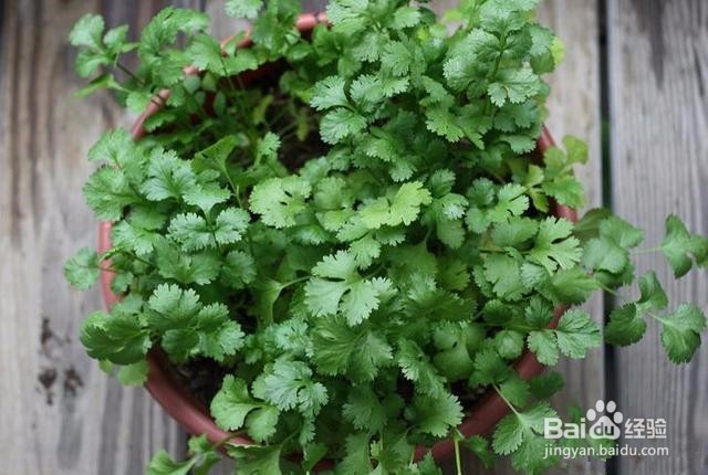 怎样种香菜比较好