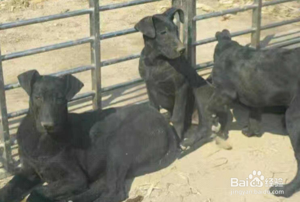 黑狼犬怎么训练?