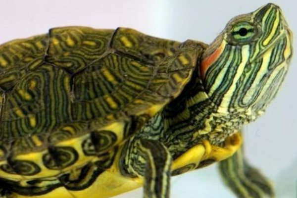 怎样才能让巴西龟不冬眠