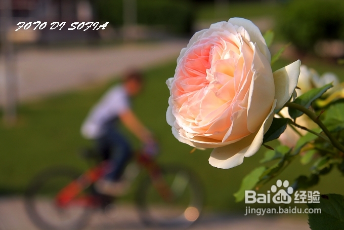 [转载]攀上梦的边缘开放