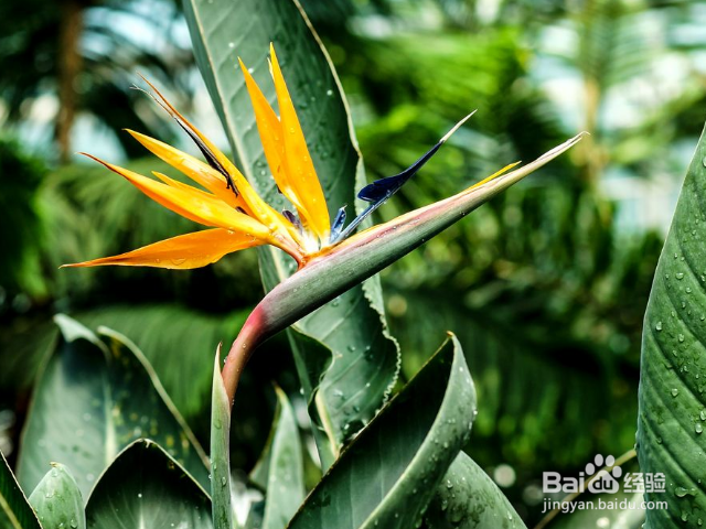 鹤望兰的养殖方法和注意事项有哪些？