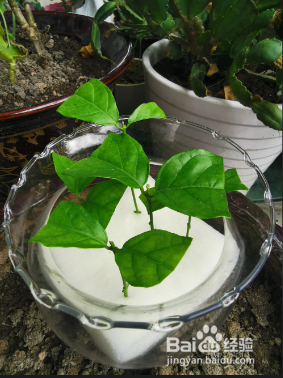 苿利花怎样扦插