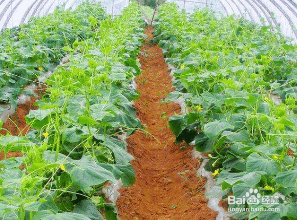 蔬菜根系老化原因及冬季生长缓慢的解决