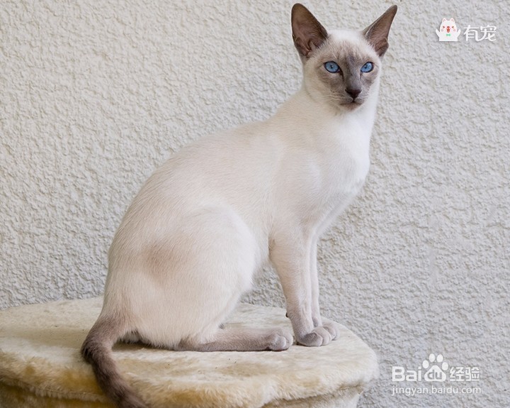 宫庭“秘宝”暹罗猫