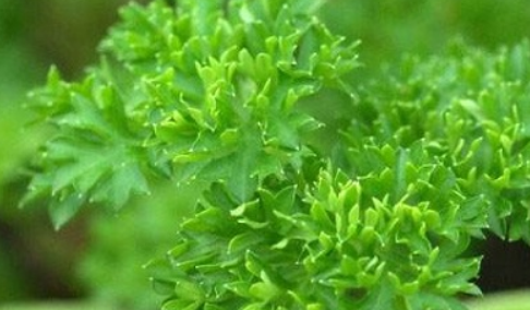 欧芹在中国叫什么