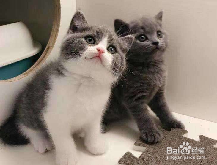 宠物猫吃海鲜的危害