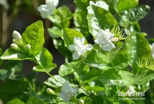 茉莉花的栽培技术有哪些？