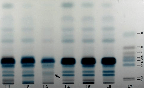 如何利用Rf值来鉴定化合物