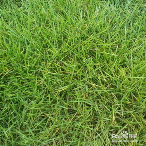 结缕草的养殖方法和注意事项