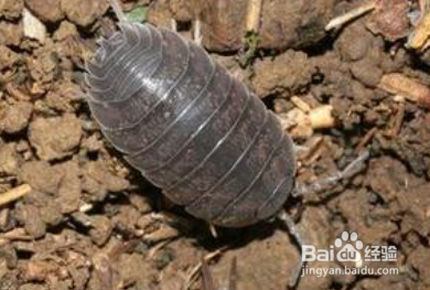 床上有鼠妇虫怎么处理