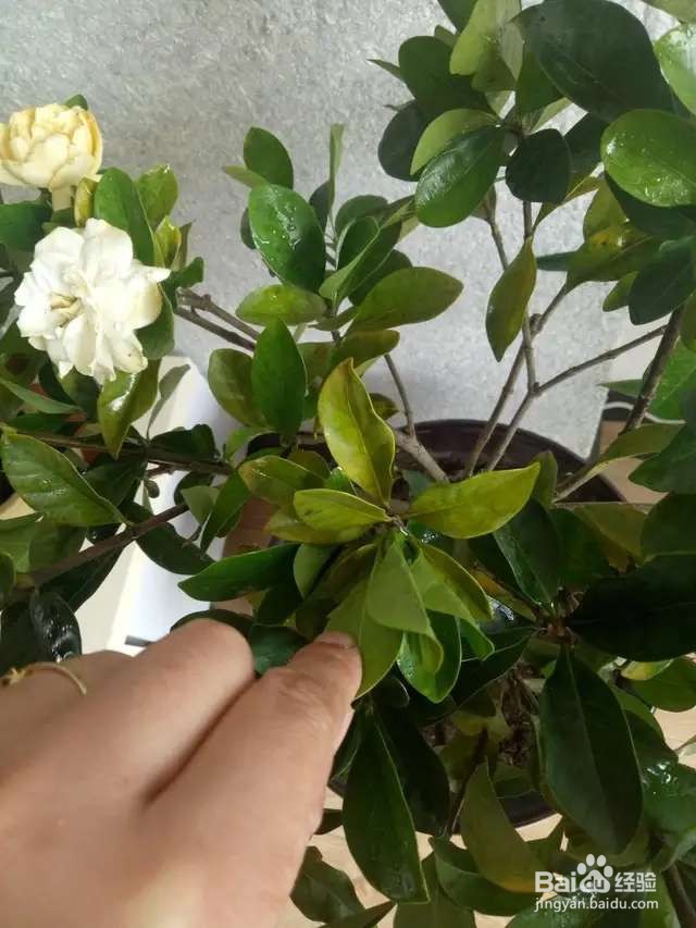 栀子花每次开花都太袖珍，如何让它变更大？