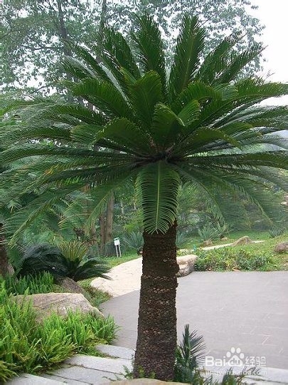 如何使得铁树生长快