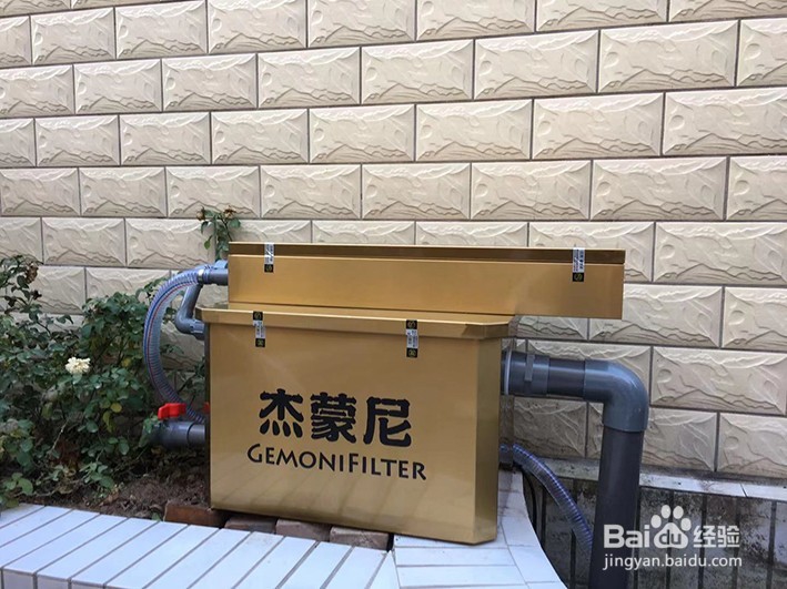 锦鲤一年的养生食谱，喂出锦鲤完美体形！