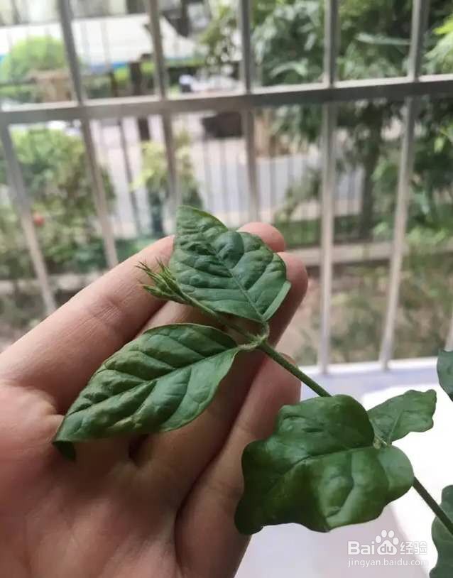 茉莉花养护技巧，叶子茂盛开花多，芳香四溢