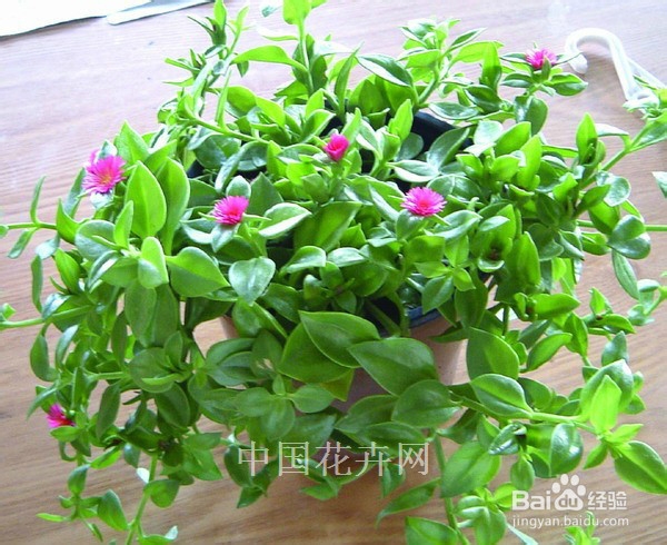 适合在室内种植的植物