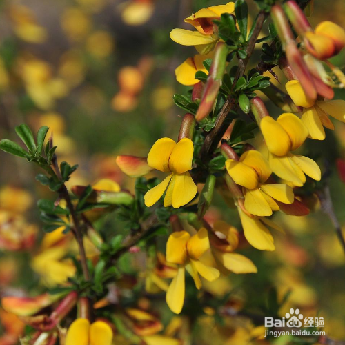 金雀花养殖时需要注意什么？