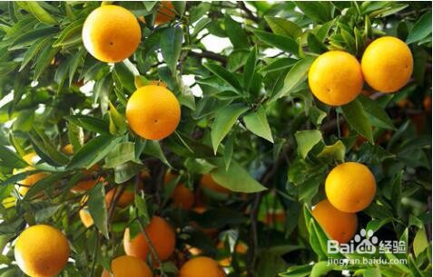 家里种什么果树好