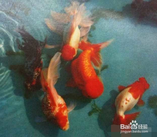 养鱼的条数注意事项