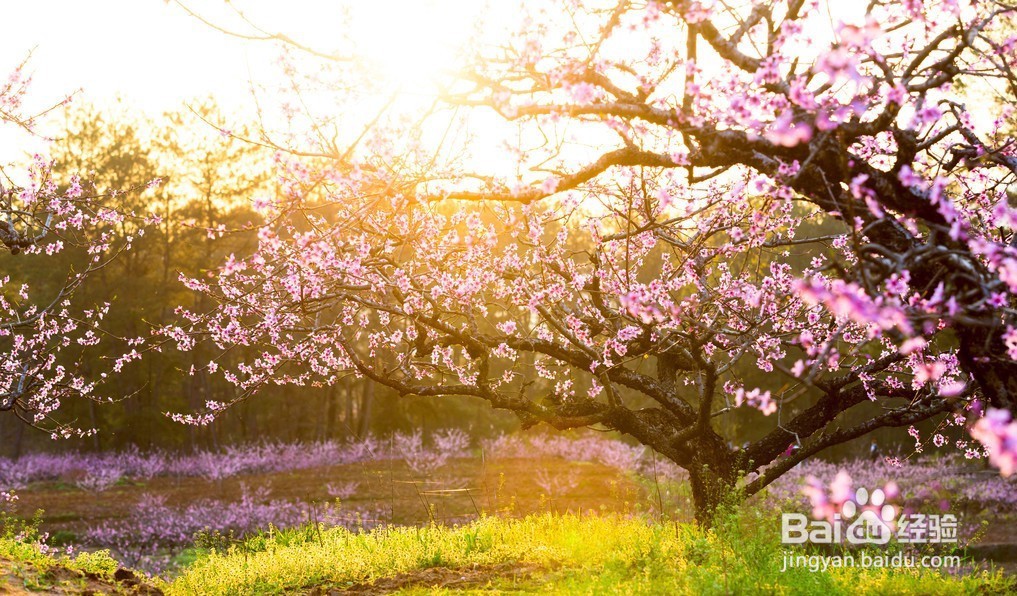 三年级写桃花作文怎么写呢