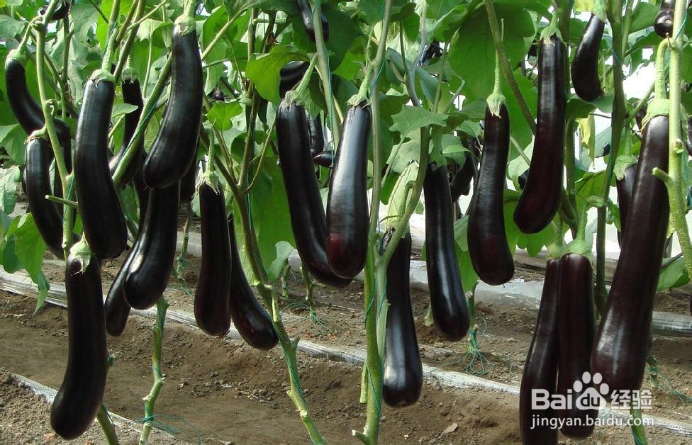 哪些食物一定不能共食（那些你不知道的秘密八）