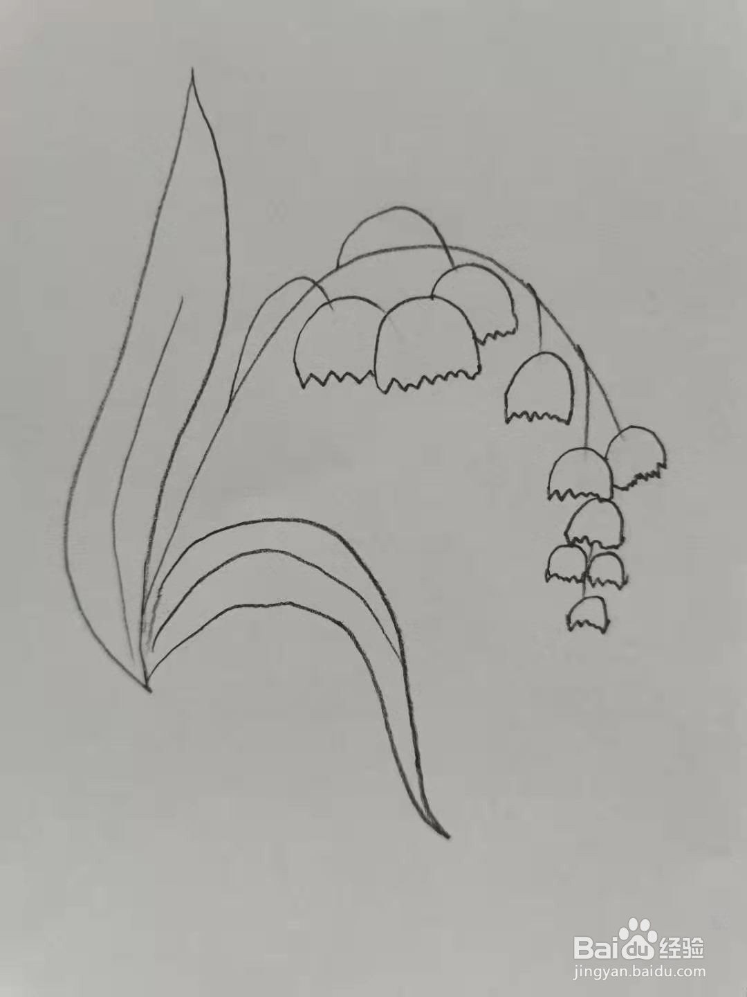 风铃草怎么画