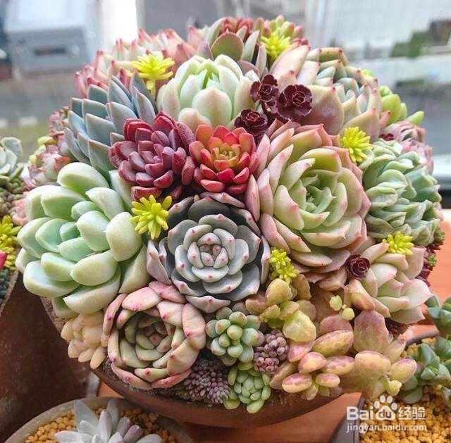 家里装修之后怎么快速去除甲醛