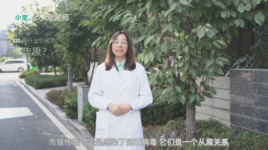 猫传腹是什么引起的