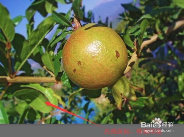 Photoshop CC使用模糊工具突出主体效果