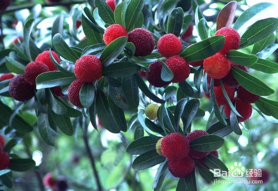 夏天该吃什么水果才好