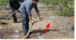 麒麟花的养殖方法和注意事项