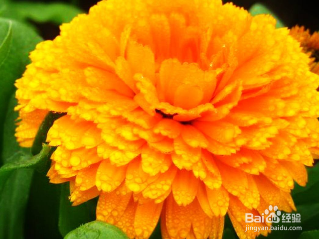 金盏菊叶子为什么会发黄?