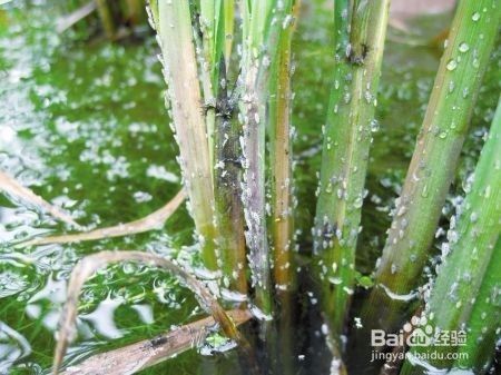 水草里的虫卵怎么杀死 百度经验